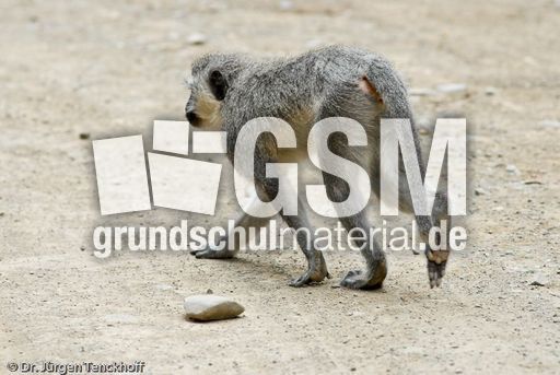 Grüne Meerkatzen (26 von 67).jpg